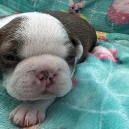 Boston Terriers from Xavier's Uncanny Boston Terriers