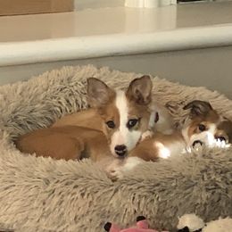 Border Collie Puppies from Burke BC’s