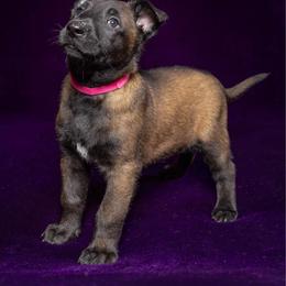 Pink - Fawn sable female Belgian Malinois puppy in Ellerbe, North Carolina from Grand Prix Kennel