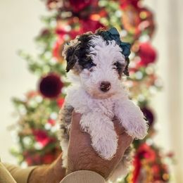 Sprinkles - Merle female Bernedoodle puppy in Russell Springs, Kentucky from 270 Doodles