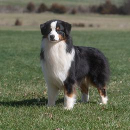 Houston - Australian Shepherd
