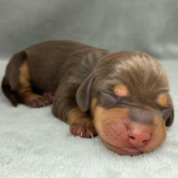Female 1 - Chocolate and tan female Dachshund puppy in Birmingham, Alabama from LongBottomDachshunds