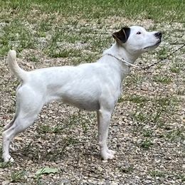 Prim - Jack Russell Terrier