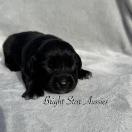 Storm - Black & white male Australian Shepherd puppy in Newton, Mississippi from Bright Star Aussies