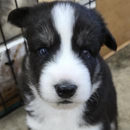 Rocky - Black and white male Siberian Husky puppy in Auburn, Washington from Black Diamond Siberian Huskies