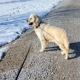 Libby - Golden Retriever