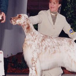 English Setters from Wyndswept English Setters