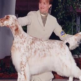 English Setters from Wyndswept English Setters