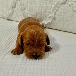 Chip - Red male Cavapoo puppy in La Vernia, Texas from Texas Teddy Bears
