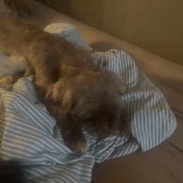 California - Shih Tzu