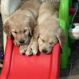 Golden Retriever Puppies from Family Loved Golden Retrievers