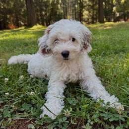 Otis - Red and white male Cockapoo puppy in Egg Harbor City, New Jersey from Grace Given Cockapoos (GGC)