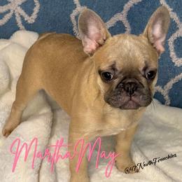 Cindy Lou - Blue female French Bulldog puppy in Spokane, Washington from 47 North Frenchies, LLC