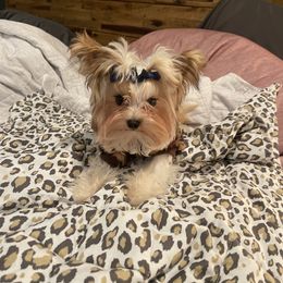 Yorkshire Terrier All Grown Up from Rodgers Oaks Royalty