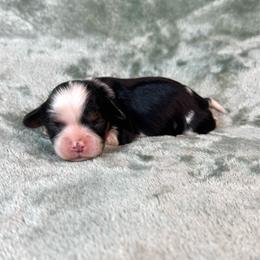 Boy 5 - Tri-color male Cavalier King Charles Spaniel puppy in Bedias, Texas from JSK Aussie and Cavaliers