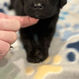 Goldendoodle and Poodle Puppies from Southern Stroll Poodles & Doodles