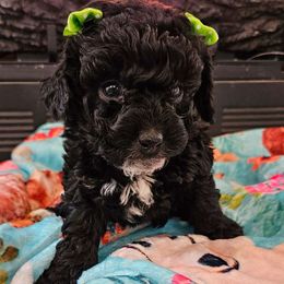 Cavapoo, Cockapoo, Goldendoodle, and Maltipoo Puppies from Perdue Puppies