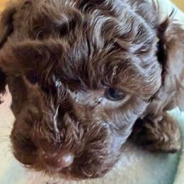 Pink Girl - Brown female Cockapoo puppy in Bayville, New Jersey from Lovin Lil CutiePoos