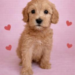 Nugget - Apricot female Australian Labradoodle puppy in Londonderry, New Hampshire from Granite State Labradoodles