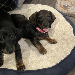 Dachshund Puppies from Honey Bee Dachshunds