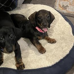 Dachshund Puppies from Honey Bee Dachshunds