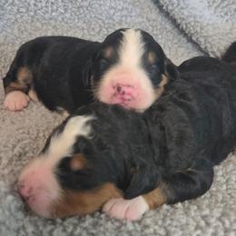 Boy 1 - Tri-color male Bernedoodle puppy in Brea, California from River Doodles