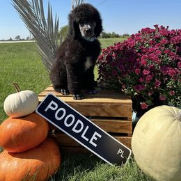 Dalmatian, Poodle, and Rhodesian Ridgeback Puppies from Ruffles, Ridges, & Spots!