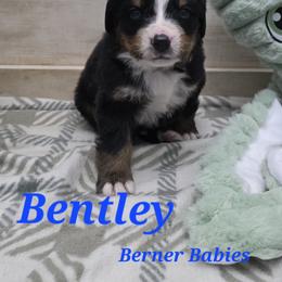 Bentley - Black rust and white male Bernese Mountain Dog puppy in Radcliffe, Iowa from Berner Babies