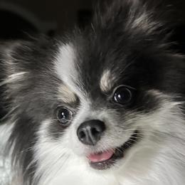 Pomeranians and Pomskies from Capital Pomsky