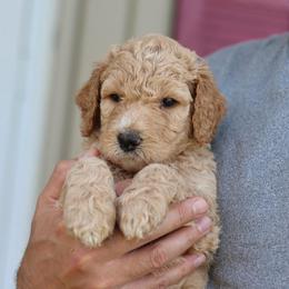 Charlie - Apricot male Goldendoodle puppy in Cherry Creek, New York from Doodles Pups of NY