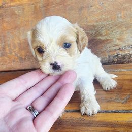 Touri - Blenheim female Cavapoo puppy in Lebanon, Kentucky from Mosaic Merle Doodles