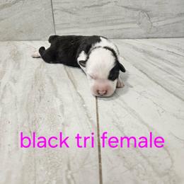 F3 - Black & white female Australian Shepherd puppy in Arbela, Missouri from County Line Aussies
