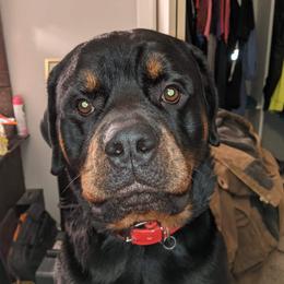 Kratos - Rottweiler