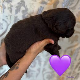 California - Brown female Newfoundland puppy in New Paris, Ohio from Beatty Newfies