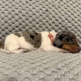 Puppy 1 - Dapple female Dachshund puppy in Riverside, California from Saddle Up Dachshunds