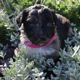 Dark Pink Collar Female - Blue merle female Aussiedoodle puppy in Parma, Idaho from Arena Valley Acres