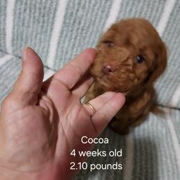 Grey collar Cocoo - Chocolate female Goldendoodle puppy in Fairmount, Indiana from Capens' Doodles,Poodles and Poo's