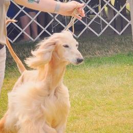 Afghan Hounds from Gold Phoenix Kennel