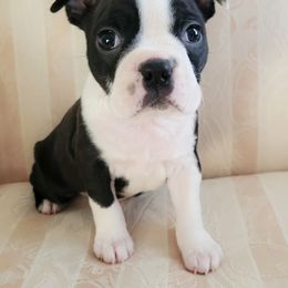 Boston Terrier Puppies from Our Gang Bostons