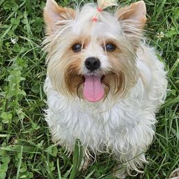 Daisy Mae - Yorkshire Terrier