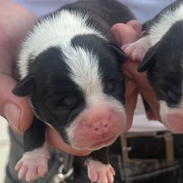 Holly - Black and white female Boston Terrier puppy in Brazos Point, Texas from TX Southern Belle Bostons