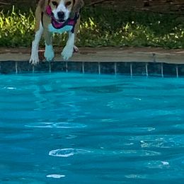 Beagle All Grown Up from Redd Devils