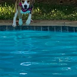 Beagle All Grown Up from Redd Devils