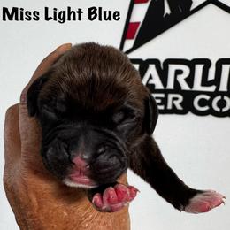 Miss Lt Blue - Brindle female Boxer puppy in Palm Coast, Florida from Starlight Boxer Corner