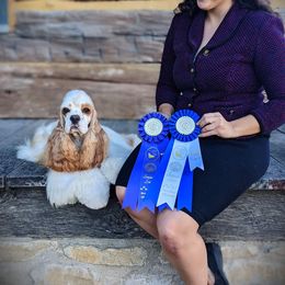 Finny - Cocker Spaniel