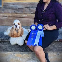 Finny - Cocker Spaniel