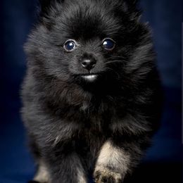 Chihuahua and Pomeranian Puppies from PNW Designer Toy Breeds
