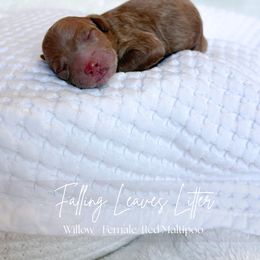 Willow - Red female Maltipoo puppy in Vancouver, Washington from Pnwfamilydoodles