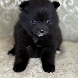 Stinker - Black female Pomeranian puppy in Wanette, Oklahoma from Council Creek Cuties