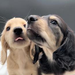 Dachshund Puppies from Dachshund Family Love Breeders